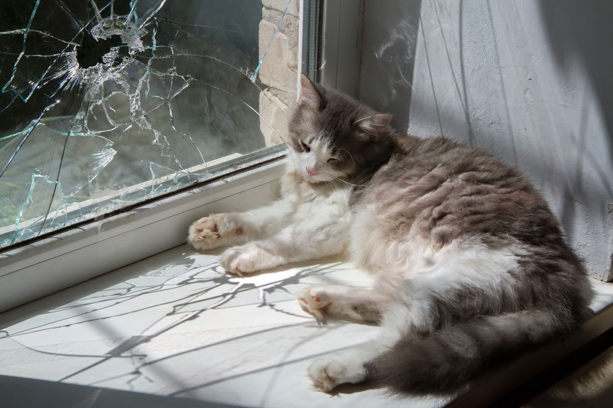 Gato junto a ventana con vidrio roto y peligros potenciales