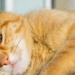 Gato tumbado muy feliz