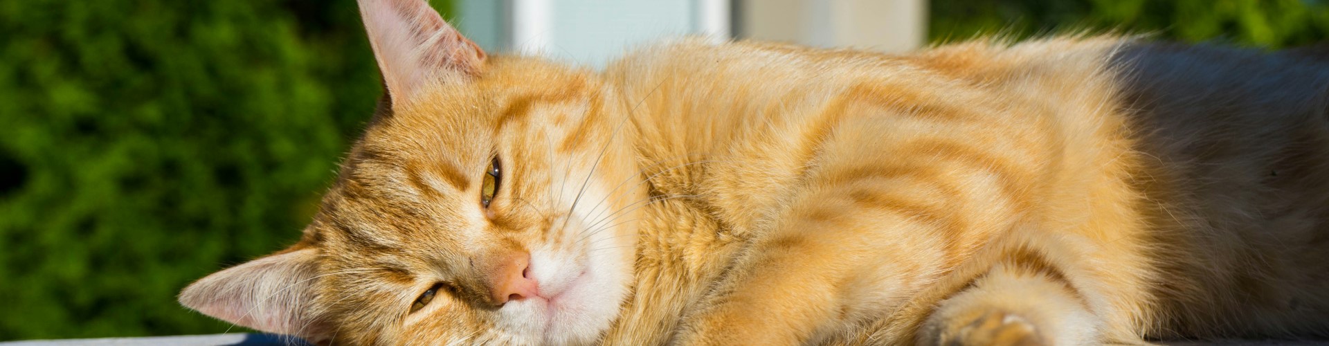 Gato tumbado muy feliz